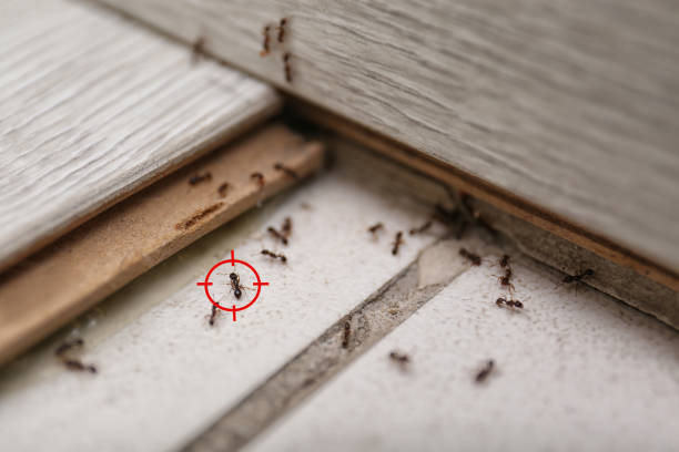 Best Affordable Exterminators  in Rushvle, IL