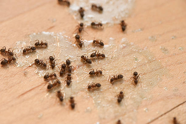 Best Residential Pest Control  in Rushvle, IL
