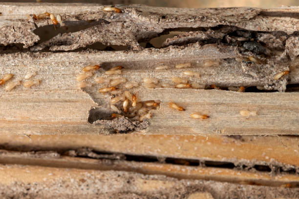 Best Pest Inspection Near Me  in Rushvle, IL